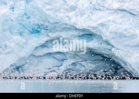 Erwachsene schwarz-legged Kittiwake (Rissa Tridactyla) in der Nähe von Glabial Höhle Monacobreen, Spitzbergen, Svalbard, Norwegen, Skandinavien Stockfoto