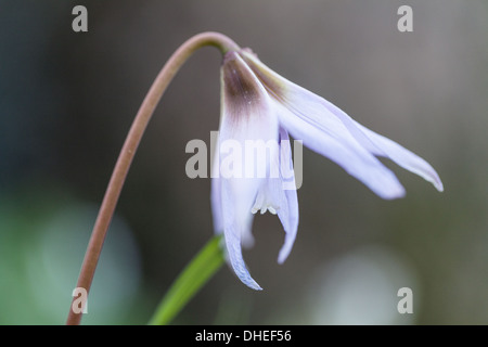 Hund-Zahn violett (Erythronium Dens-Canis) Stockfoto