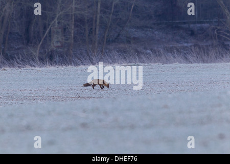 Rotfuchs (Vulpes Vulpes) auf einem Feld Stockfoto