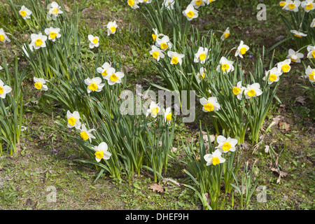 Gelbe Narzisse (Narcissus Pseudonarcissus) Stockfoto