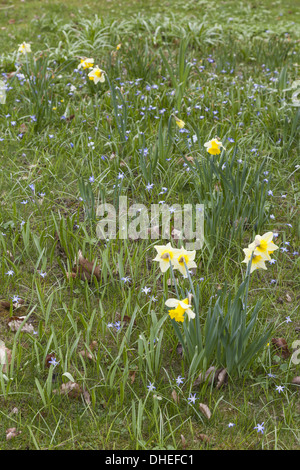 Gelbe Narzisse (Narcissus Pseudonarcissus) Stockfoto