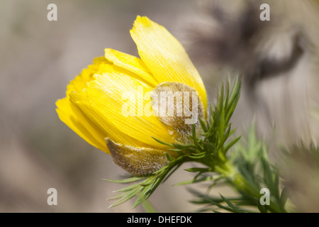 Frühlings-Adonis (Adonis Vernalis) Stockfoto