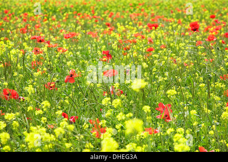 Bereich der Wildblumen und Mohn, Val d ' Orcia, Provinz Siena, Toskana, Italien, Europa Stockfoto