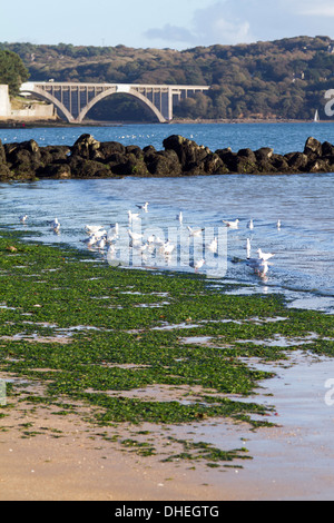 Le Pont Albert Louppe de Plougastel-Daoulas Vue De La Plage du Moulin Blanc de Rade de Brest Bretagne Frankreich Stockfoto