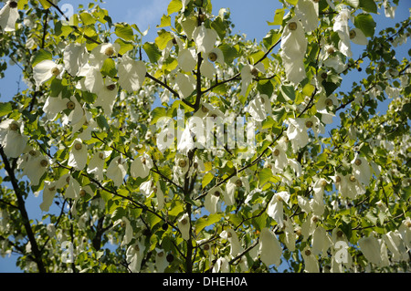 Taschentuchbaum Stockfoto