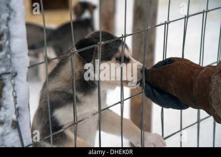 Husky Dog Breeding Center. Diese Rasse der Haushund (Canis Familiaris) wird in Teams zum Schlitten im arktischen Schnee zu ziehen. Stockfoto