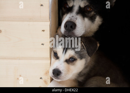 Husky Dog Breeding Center. Diese Rasse der Haushund (Canis Familiaris) wird in Teams zum Schlitten im arktischen Schnee zu ziehen. Stockfoto