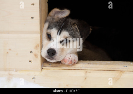 Husky Dog Breeding Center. Diese Rasse der Haushund (Canis Familiaris) wird in Teams zum Schlitten im arktischen Schnee zu ziehen. Stockfoto