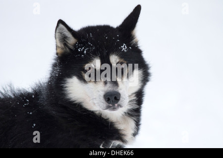 Husky Dog Breeding Center. Diese Rasse der Haushund (Canis Familiaris) wird in Teams zum Schlitten im arktischen Schnee zu ziehen. Stockfoto