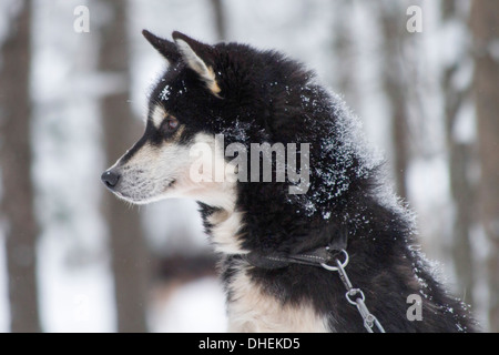 Husky Dog Breeding Center. Diese Rasse der Haushund (Canis Familiaris) wird in Teams zum Schlitten im arktischen Schnee zu ziehen. Stockfoto