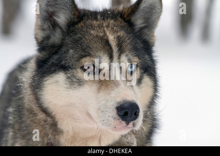 Husky Dog Breeding Center. Diese Rasse der Haushund (Canis Familiaris) wird in Teams zum Schlitten im arktischen Schnee zu ziehen. Stockfoto