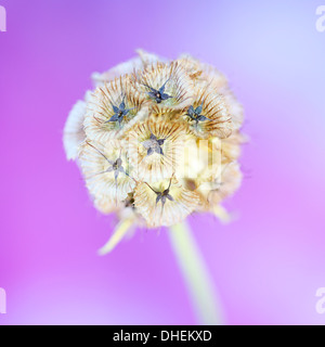 wunderschöne Scabiosa Stellata auf lila, Papiermond Jane Ann Butler Fotografie JABP999 Stockfoto