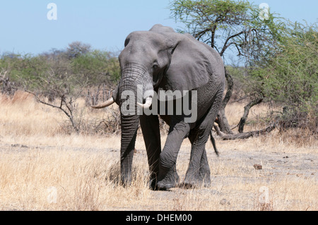 Afrikanischer Elefant (Loxodonta Africana), Savuti, Chobe Nationalpark, Botswana, Afrika Stockfoto
