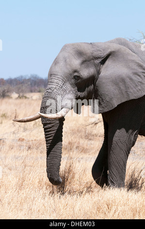 Afrikanischer Elefant (Loxodonta Africana), Savuti, Chobe Nationalpark, Botswana, Afrika Stockfoto