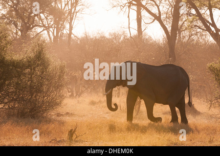 Afrikanischer Elefant (Loxodonta Africana), Okavangodelta, Botswana, Afrika Stockfoto