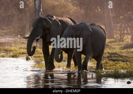 Afrikanische Elefanten (Loxodonta Africana), Okavangodelta, Botswana, Afrika Stockfoto