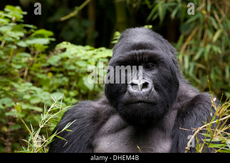 Silberrücken, Berggorillas (Gorilla Gorilla Beringei), Kongo, Ruanda, Afrika Stockfoto