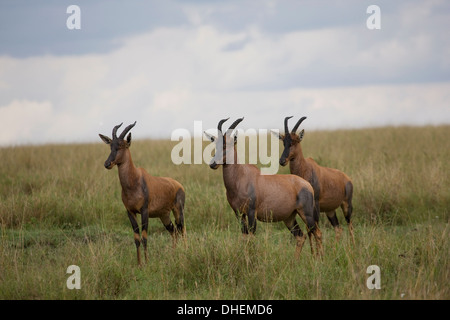 Topi (Damaliscus Korrigum), Masai Mara National Reserve, Kenia, Ostafrika, Afrika Stockfoto