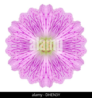 Kaleidoskopische wilde Blume Mandala, Isolated on White Background Stockfoto