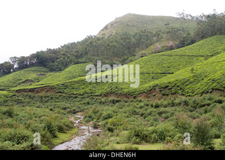 Landschaft, Munnar, Kerala, Indien, Asien Stockfoto