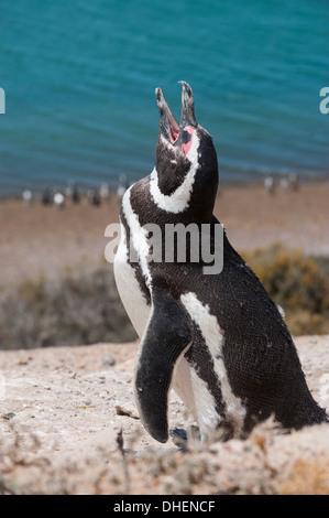 Magellan-Pinguin (Spheniscus Magellanicus), Halbinsel Valdez, UNESCO-Weltkulturerbe, Argentinien Stockfoto