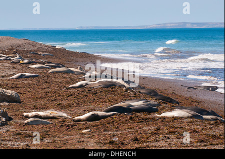 See-Elefanten auf Punta Ninfas, Chubut, Argentinien Stockfoto