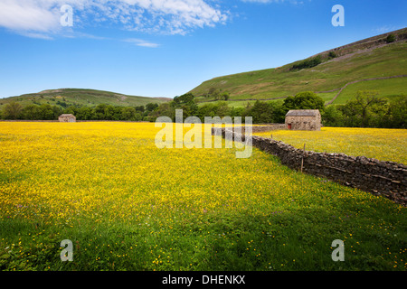 Feld-Scheunen und Butterblume Wiesen am Muker, Swaledale, Yorkshire Dales, Yorkshire, England, Vereinigtes Königreich, Europa Stockfoto