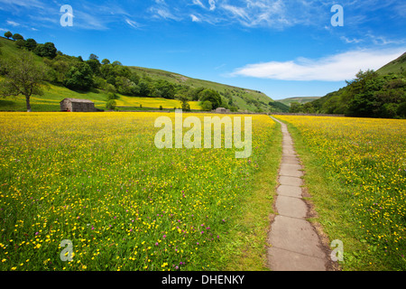 Gepflasterte Fußweg über Butterblume Wiesen bei Muker, Swaledale, Yorkshire Dales, Yorkshire, England, Vereinigtes Königreich, Europa Stockfoto