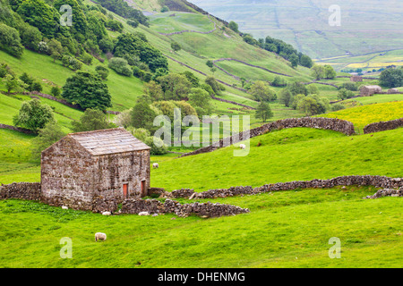 Feld-Stall unter Kisdon Hügel in der Nähe von Tangram in Swaledale, Yorkshire Dales, Yorkshire, England, Vereinigtes Königreich, Europa Stockfoto