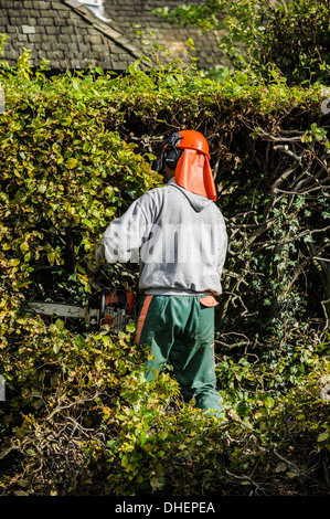 Ein Baumpfleger Gärtner in einem Schutzhelm mit schützenden Schirm schneiden einer Hecke. Gartenpflege im Freien im freien außerhalb Stockfoto