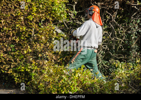 Ein Baumpfleger Gärtner in einem Schutzhelm mit schützenden Schirm schneiden einer Hecke. Gartenbau Gartenpflege außerhalb im freien Stockfoto