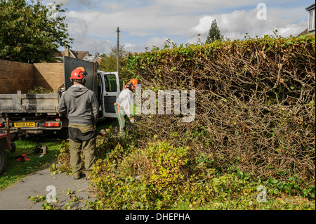 Zwei Baum-Chirurgen in harte Hüte, schneiden oder trimmen eine Hecke im freien außerhalb Gartenpflege. Stockfoto