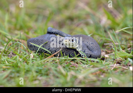 Grasschlange (Natrix natrix). Box Hill, Surrey, Großbritannien Stockfoto