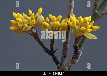 Europäische Kornelkirsche, Cornus mas Stockfoto