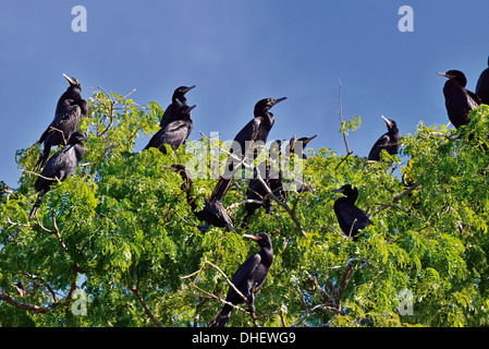 Brasilien, Pantanal: Neotropis Kormorane (Phalacrocorax Brasilianus) sitzt auf der Oberseite einen Busch im riverside Stockfoto