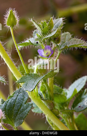 Efeu-leaved Ehrenpreis, Veronica hederifolia Stockfoto