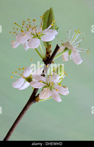 Prunus Spinosa, Schlehe Stockfoto