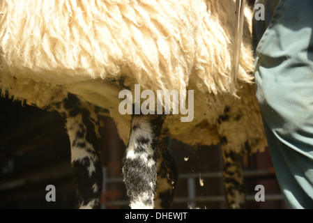 Schafe mit Wolle zu trimmen. Stockfoto