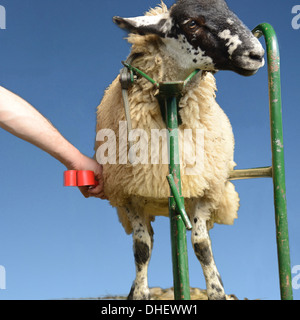 Schafe mit Wolle zu trimmen. Stockfoto