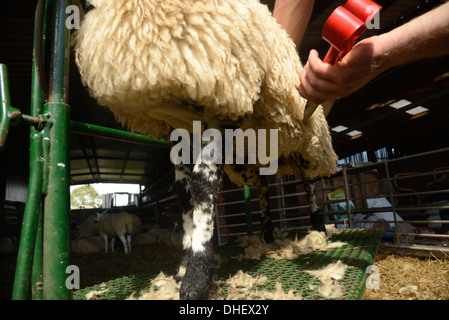 Schafe mit Wolle zu trimmen. Stockfoto