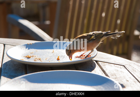 Eine freche Buchfink Fringilla Coelebs stiehlt Krümel aus einer Platte Kuchen Stockfoto