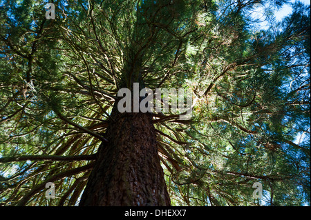 Media Photo Call - Wellingtonia Sierra Redwood Baumstamm aus Kalifornien USA Sequoiadendron gigateum bei Wakehurst UK Stockfoto