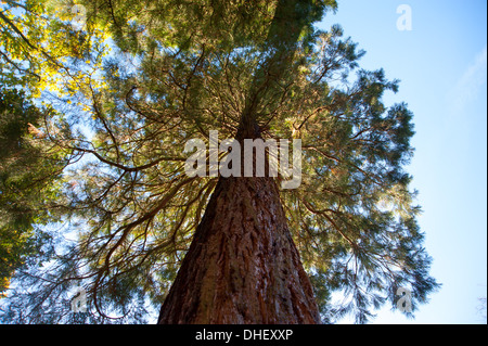 Media Photo Call - Wellingtonia Sierra Redwood Baumstamm aus Kalifornien USA Sequoiadendron gigateum bei Wakehurst UK Stockfoto