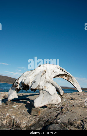 Kanada, Nunavut, Qikiqtaaluk Region, Cumberland Sound, Kekerten Insel. Bowhead Whale Kieferknochen. Stockfoto