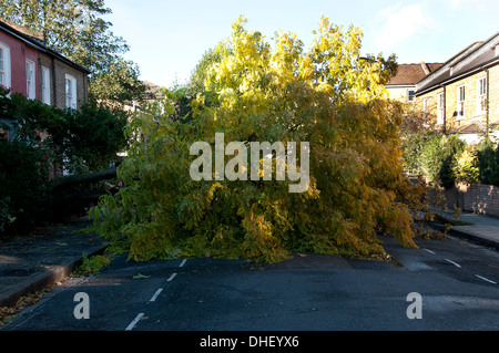 St Jude Sturm Nachwirkungen. 28. Oktober 2013. Hackney, East London. Ein umgestürzter Baum blockiert die Straße. Stockfoto