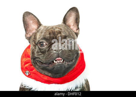 Weihnachten Hund - französische Bulldogge verkleidet für Weihnachten Stockfoto