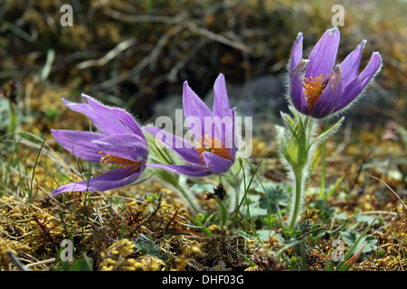 Kuhschelle Pulsatilla vulgaris Stockfoto