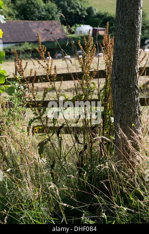 Eine gekräuselte andocken, Rumex Crispus, Aussaat von einem Zaun am Rande einer Schaf-Weide Stockfoto