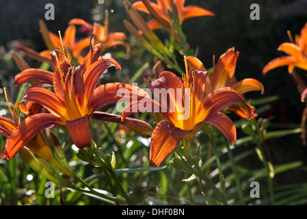 Rot orange Spinne-Typ Taglilien, Hemerocallis, Hintergrundbeleuchtung von Sonnenschein an einem Sommerabend Stockfoto