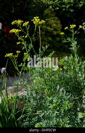 Ein Kraut, Rue, Ruta Graveolens, blüht in einem Gemüsegarten Stockfoto